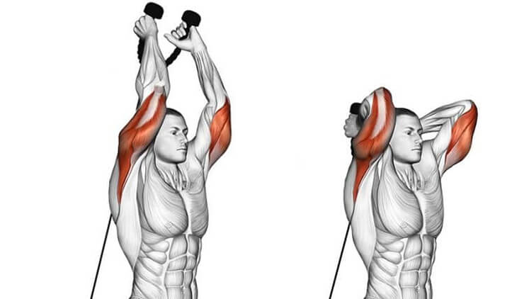 پشت بازو طنابی