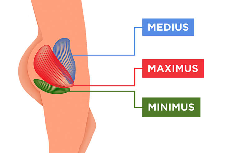 آشنایی با ساختار عضلات گلوت