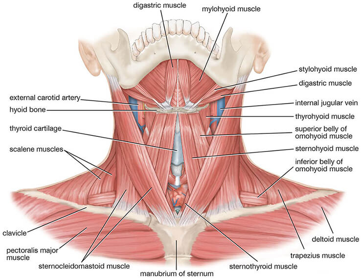 شناخت عملکرد واقعی گردن