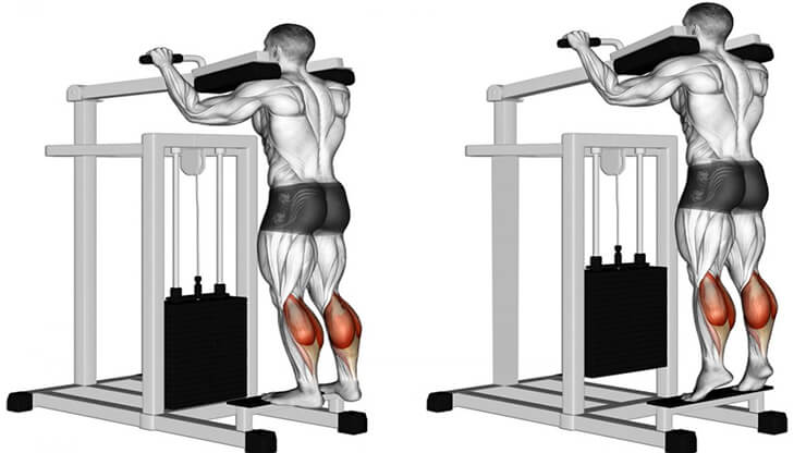 ساق پا دستگاه و تاثیر ان در رشد عضله ساق