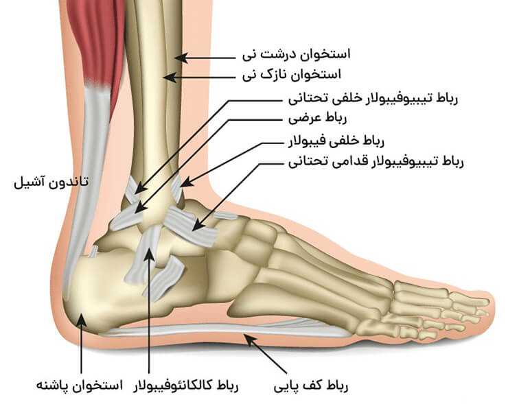 اهمیت مچ پا در تعادل بدن
